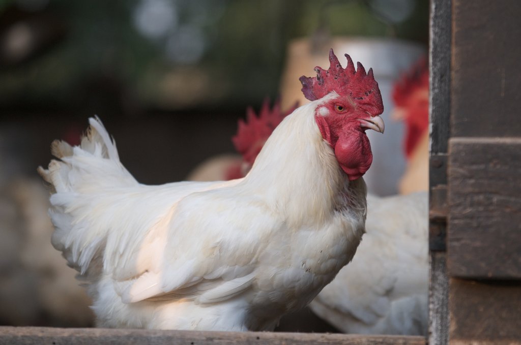 Help Fund Women Farmers in Ghana