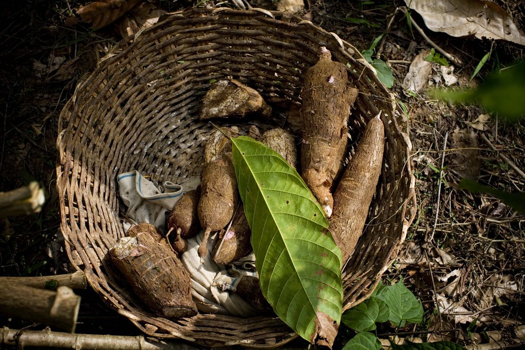 Help Fund Women Farmers in Ghana