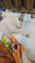 Support sterile environments for veterinary clinic