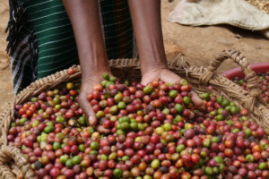 Harvested coffee