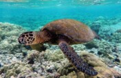 Rescue Endangered Species of Turtles  Indian Ocean
