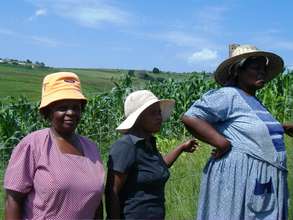 Meet the lady farmers of the Gcumisa Cooperative