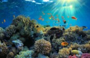 Preserve Coral Reefs near Indian Ocean in Tanzania