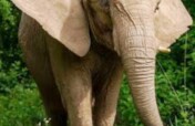 Rescue Endangered Elephants in Tanzania