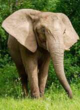 Rescue Endangered Elephants in Tanzania