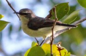 Save Endangered Usambara Birds in Tanzania