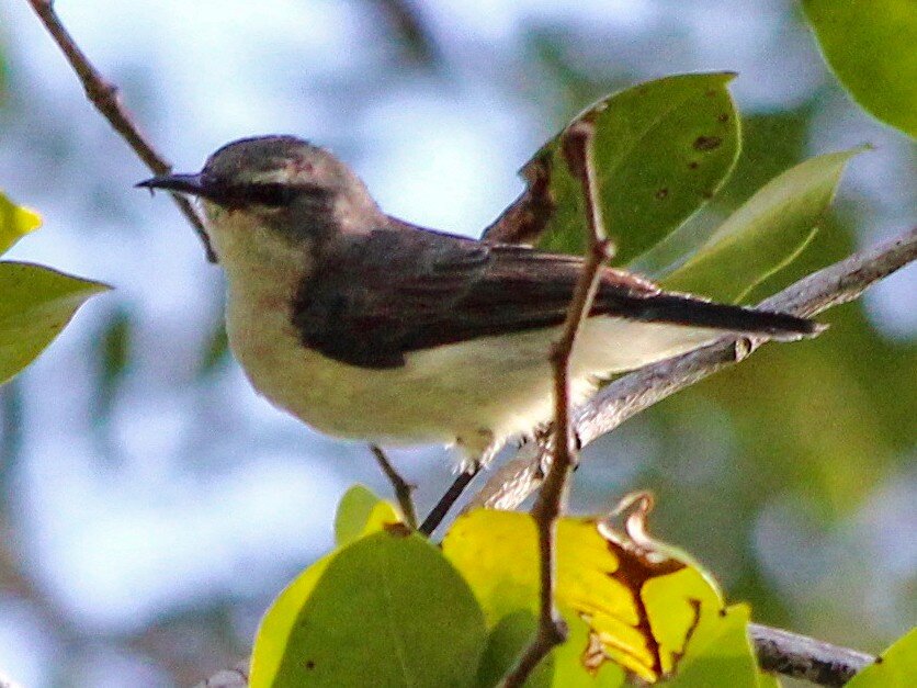Save Endangered Usambara Birds in Tanzania