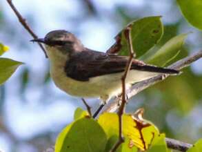 Save Endangered Usambara Birds in Tanzania