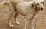 Rescue 500 Dogs and Pets From Cruelty in Tanzania