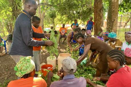 Strengthening Farmers' Adaptation in Liberia
