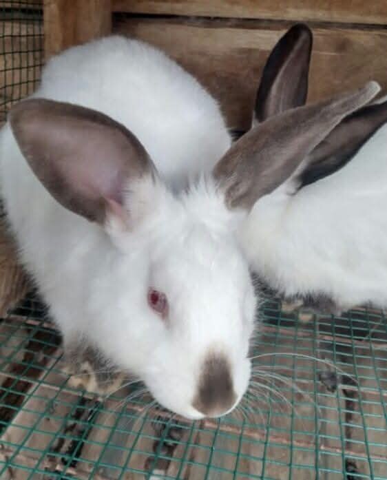 Establish a Rabbit Model Farm in Rural Uganda