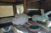 Establish a Rabbit Model Farm in Rural Uganda