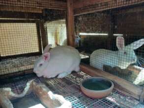 Establish a Rabbit Model Farm in Rural Uganda