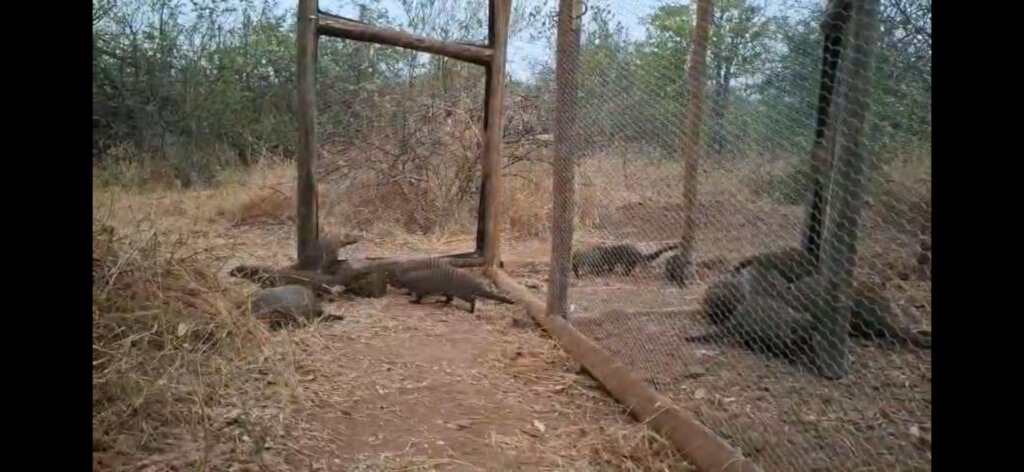 Mongoose being released