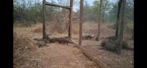 Mongoose being released