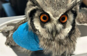 Rehabilitated Small Wildlife Release Enclosure
