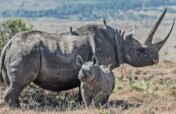 Save Life of  Rhinos From Extinction Tanzania