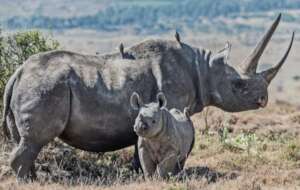 Save Life of  Rhinos From Extinction Tanzania