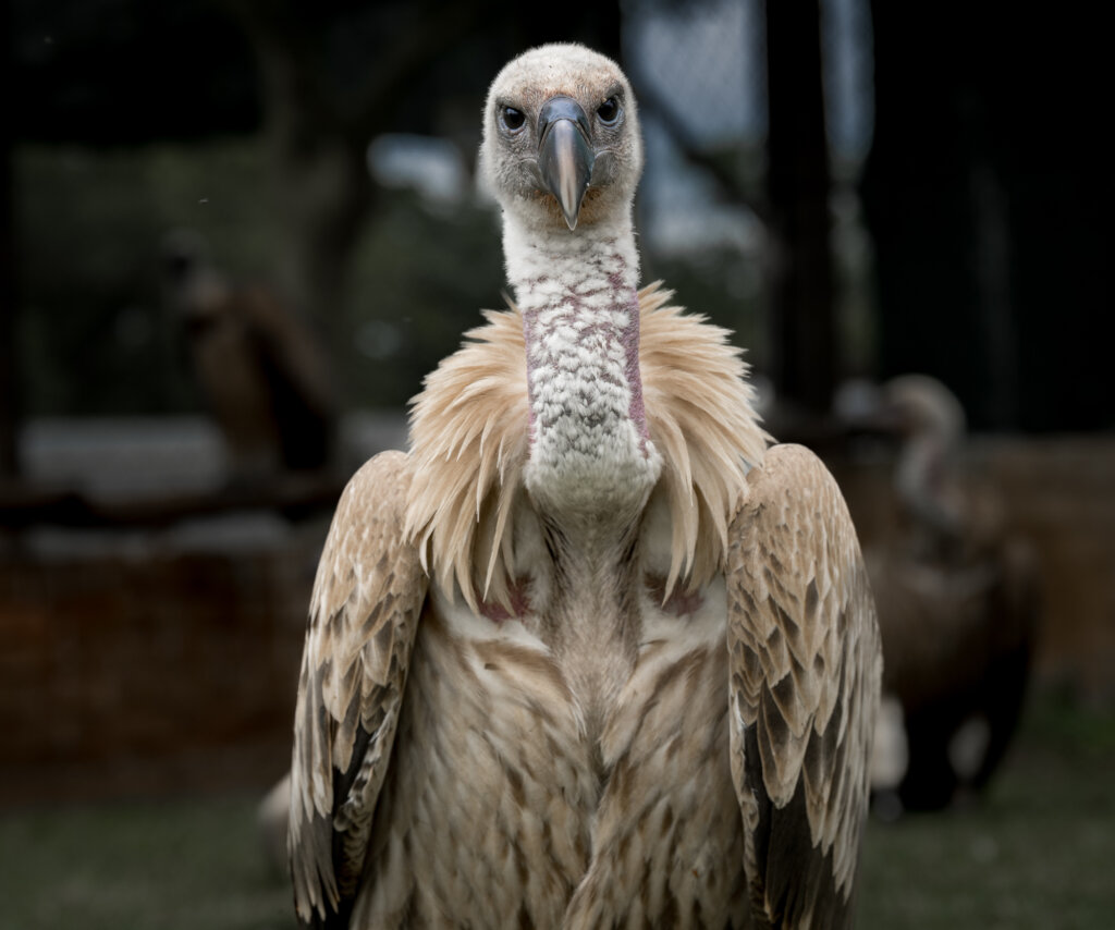 Empowering Wildlife, Environment & Communities