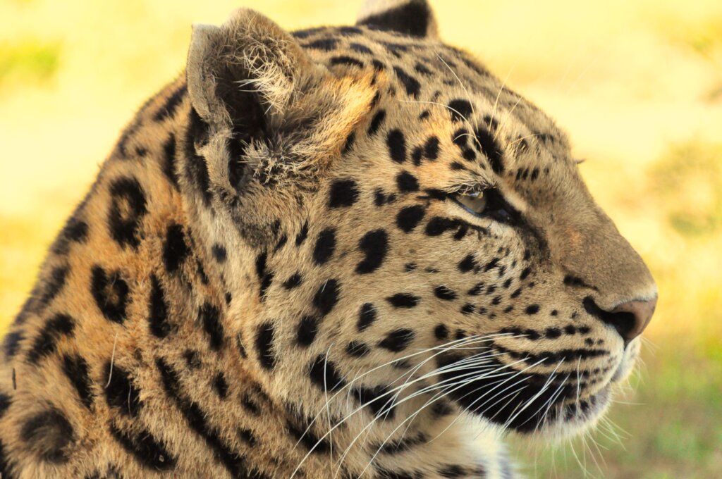 Empowering Wildlife, Environment & Communities