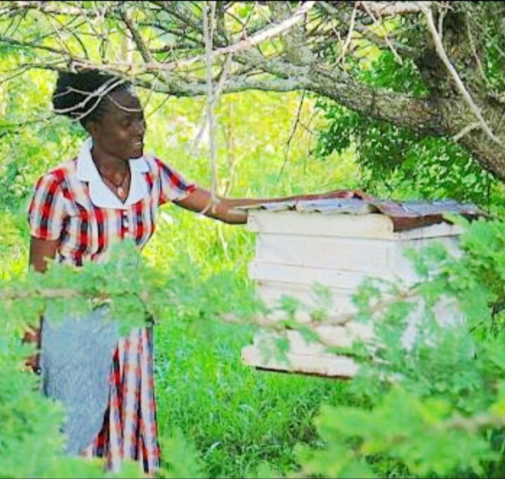 Support 100 Women Beekeeping Groups in Tanzania