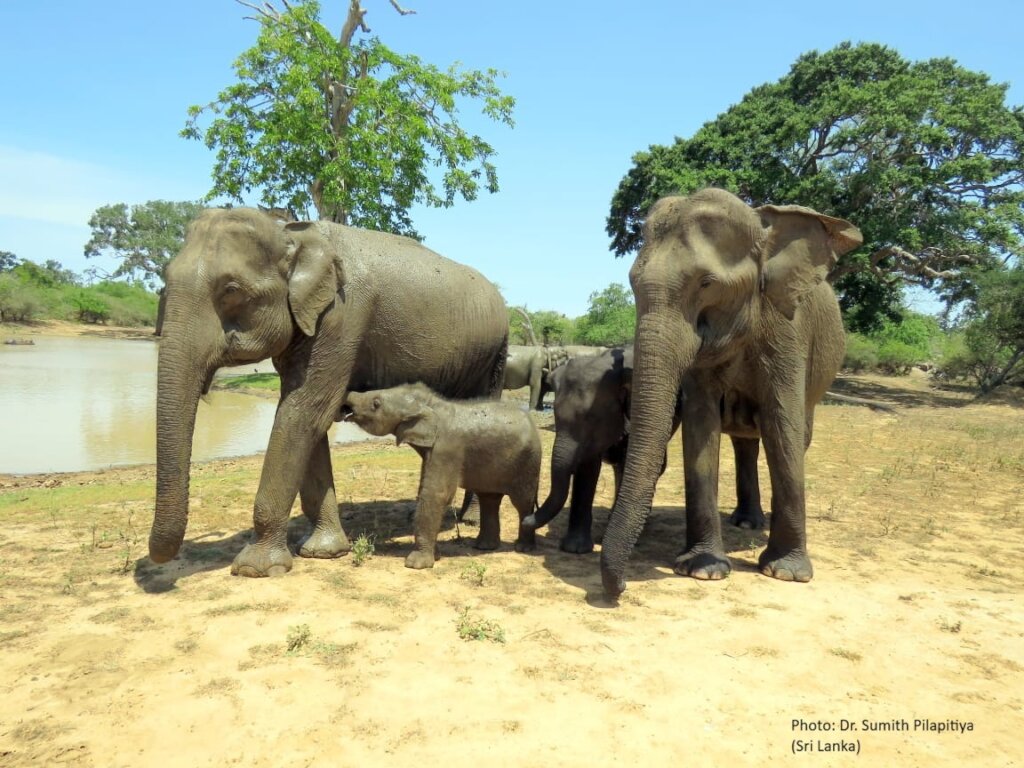 Model for Human- Elephant Co-existence - Sri Lanka