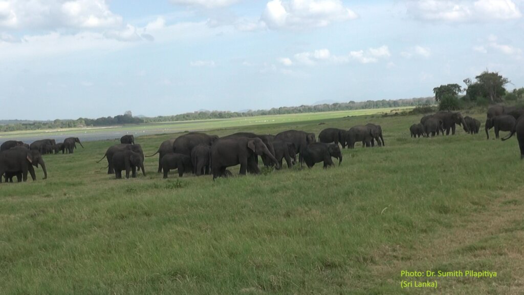 Model for Human- Elephant Co-existence - Sri Lanka