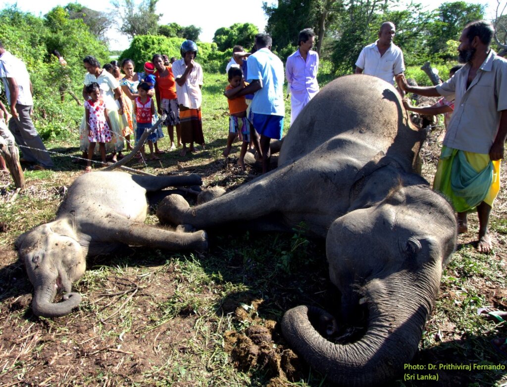 Model for Human- Elephant Co-existence - Sri Lanka