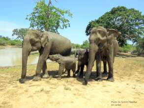 Elephants, Sri Lanka