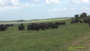 Their Home: A herd of elephants feeding