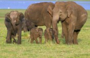 Model for Human- Elephant Co-existence - Sri Lanka