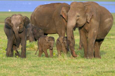 Model for Human- Elephant Co-existence - Sri Lanka