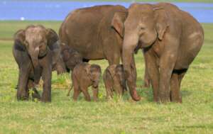 Model for Human- Elephant Co-existence - Sri Lanka