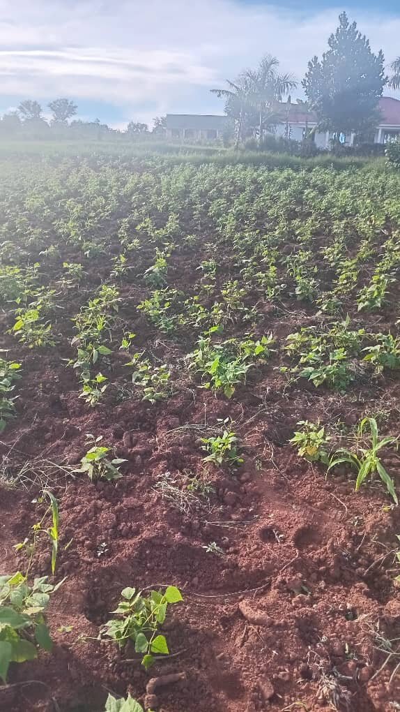 School and Household Farming for Food Security