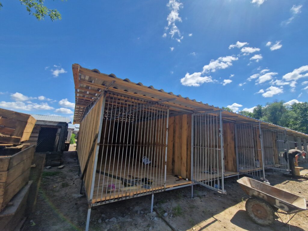 "A new home means safety and comfort for dogs"