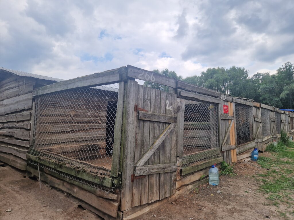 "A new home means safety and comfort for dogs"