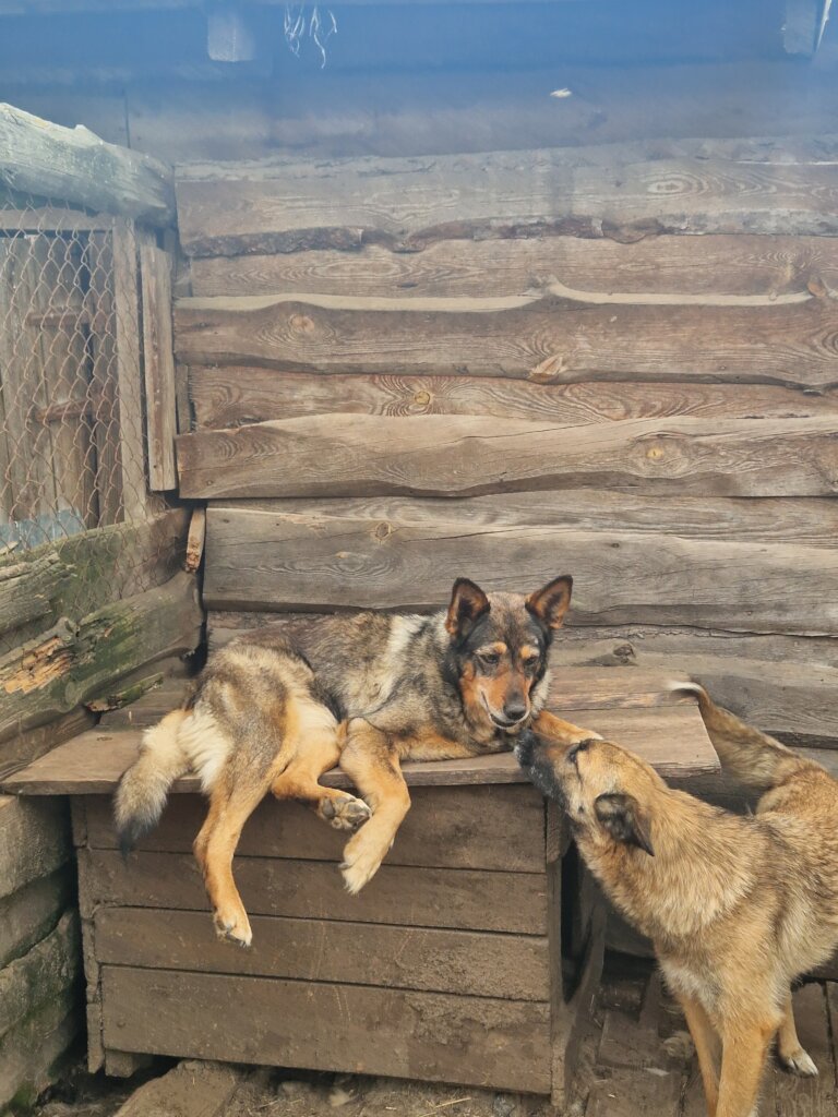 "A new home means safety and comfort for dogs"
