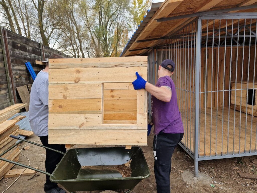 "A new home means safety and comfort for dogs"