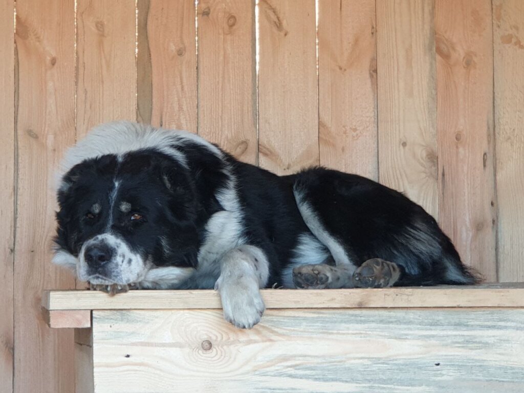 "A new home means safety and comfort for dogs"