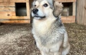 "A new home means safety and comfort for dogs"