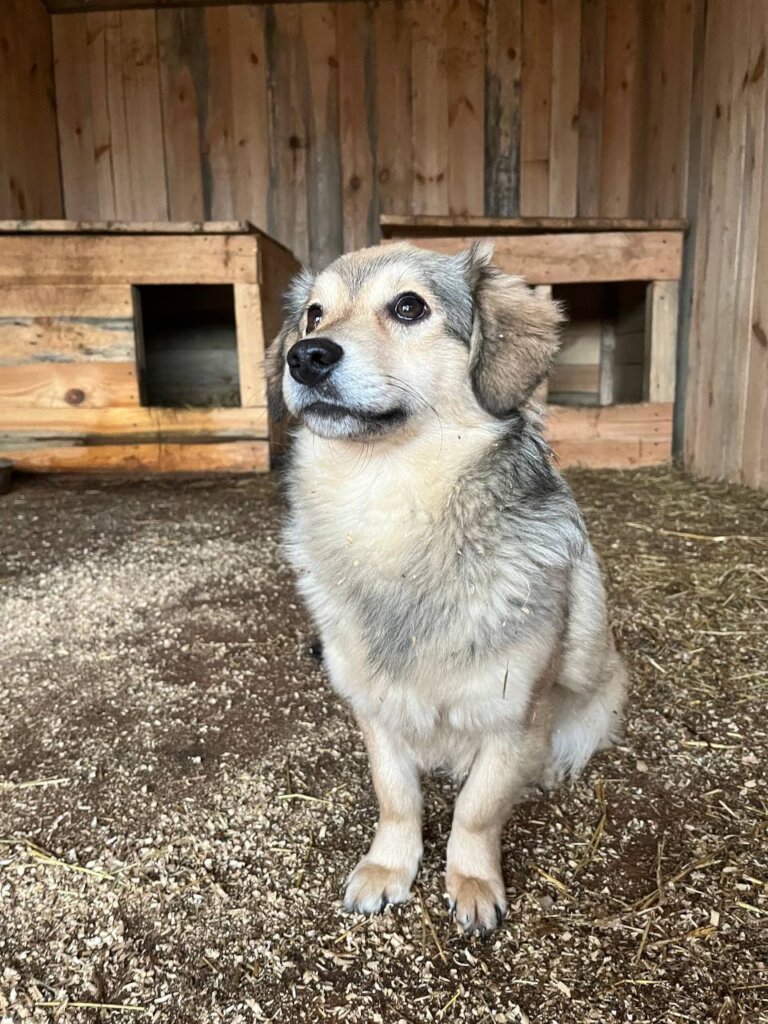 "A new home means safety and comfort for dogs"