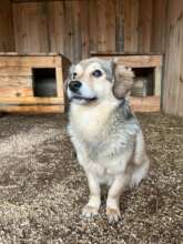 "A new home means safety and comfort for dogs"
