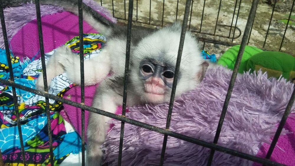 Save Slow Loris and Other Wildlife From The Trade