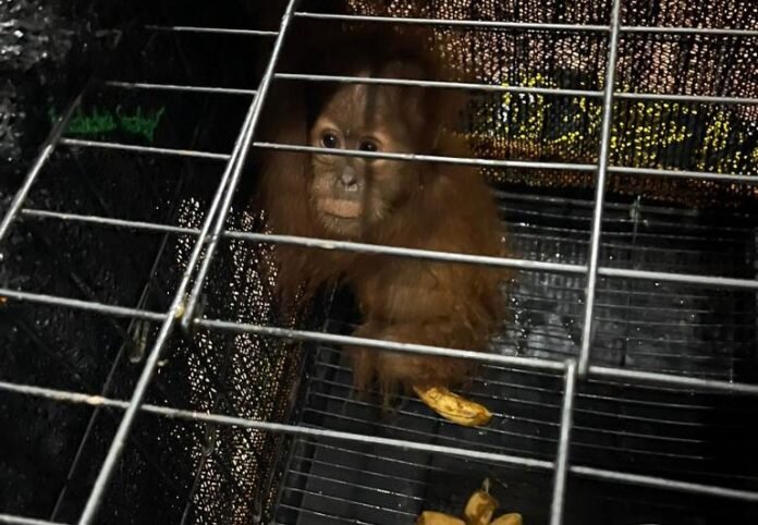 Save Slow Loris and Other Wildlife From The Trade