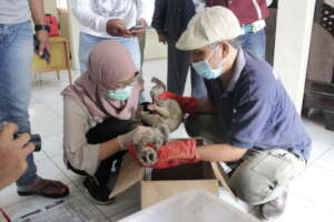 ISCP rescue slow loris