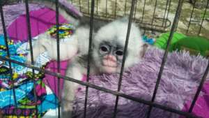 baby primate in illegal trade