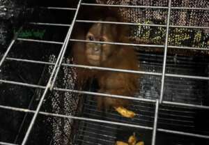 Orangutan baby seized from illegal trade