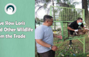 Save Slow Loris and Other Wildlife From The Trade