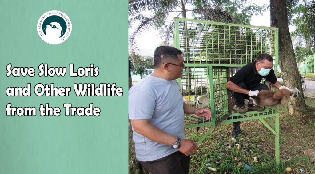 Save Slow Loris and Other Wildlife From The Trade