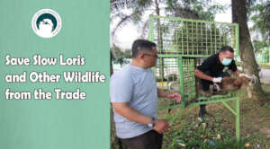 Save Slow Loris and Other Wildlife From The Trade